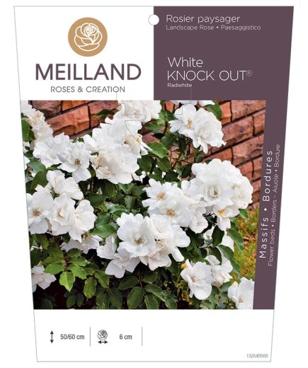Rosier paysager White KNOCK OUT ®  Radwhite