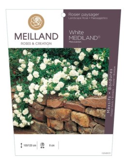 Rosier paysager White MEDILAND ® Meicoublan