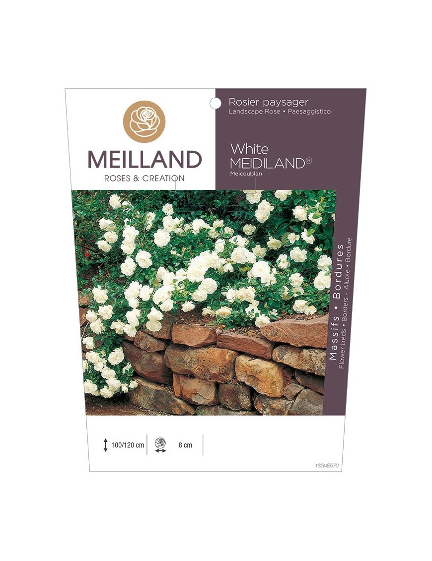 Rosier paysager White MEDILAND ® Meicoublan