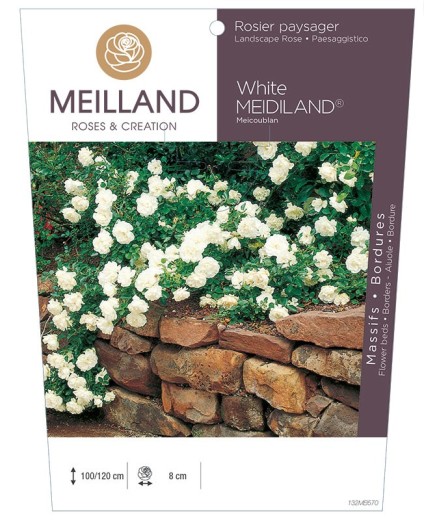 Rosier paysager White MEDILAND ® Meicoublan