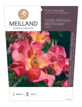 Rosier paysager YANN ARTHUS-BERTRAND ® Meipelmel