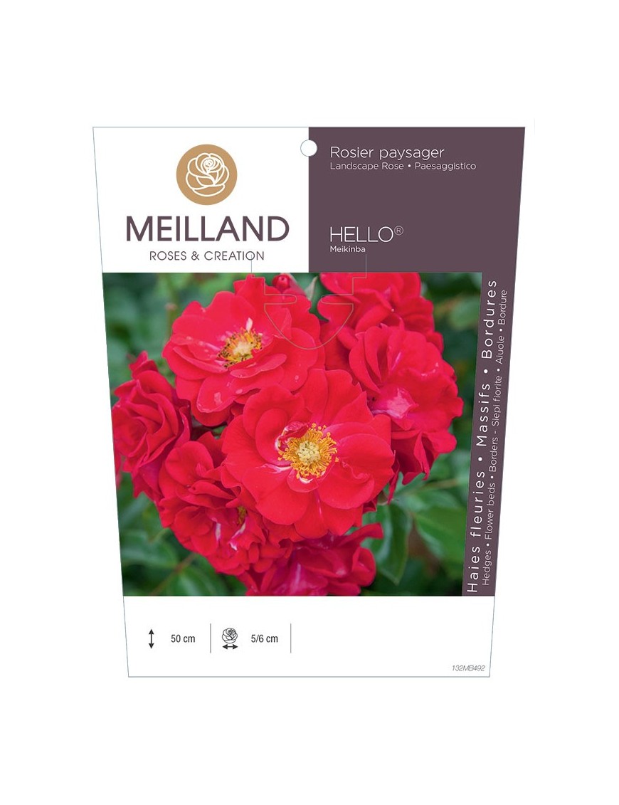 Rosier paysagers HELLO ® Meikinba