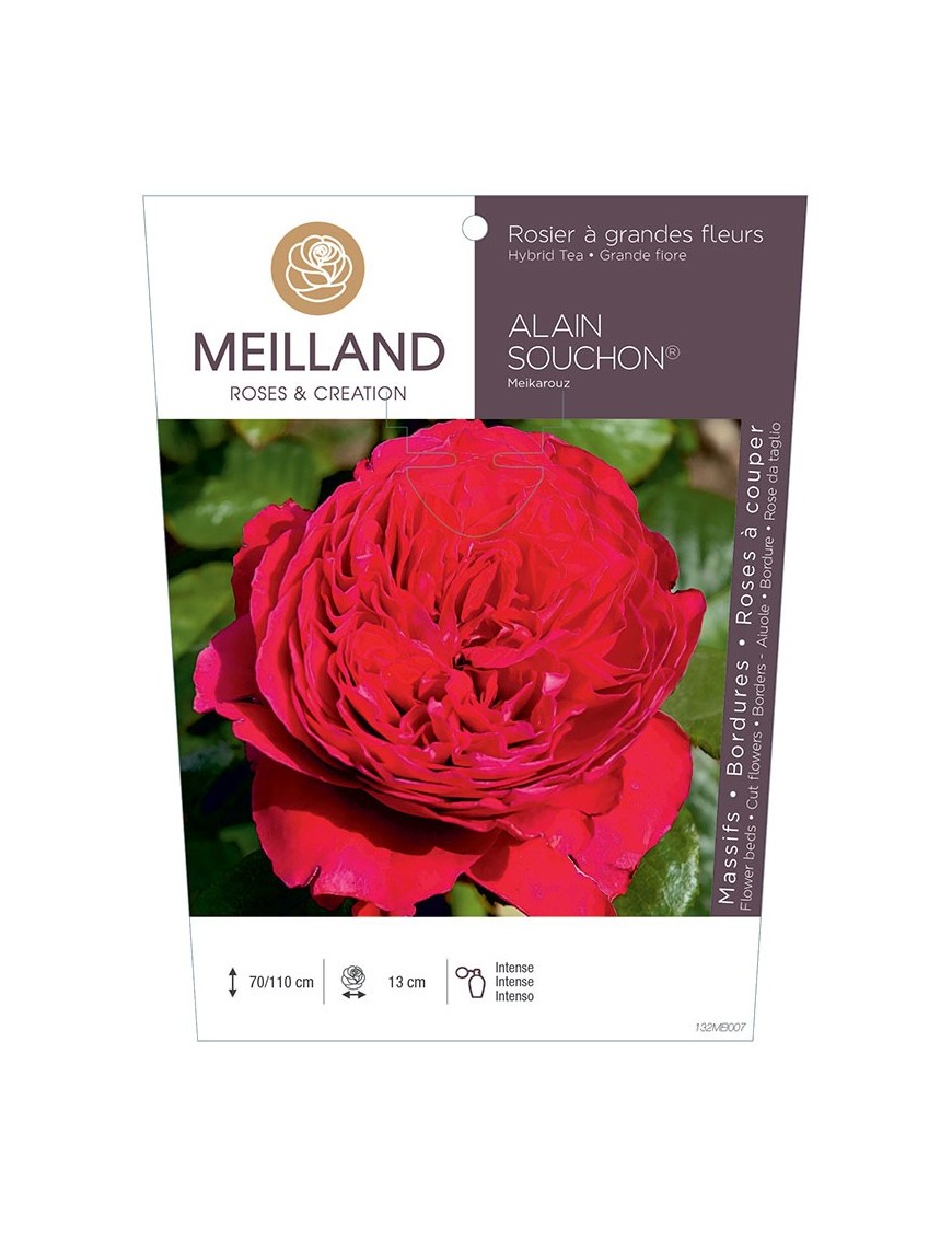 Rosier à grandes fleurs ALAIN SOUCHON ® Meikarouz