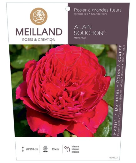Rosier à grandes fleurs ALAIN SOUCHON ® Meikarouz