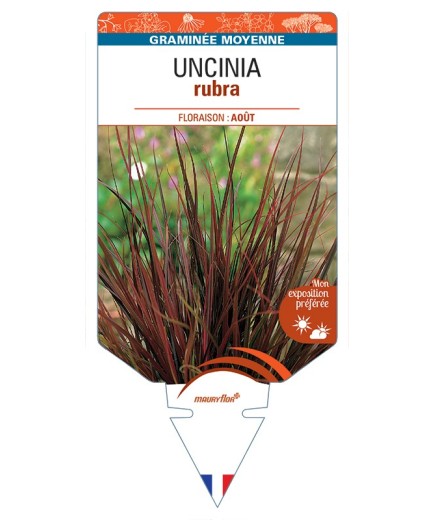 UNCINIA rubra