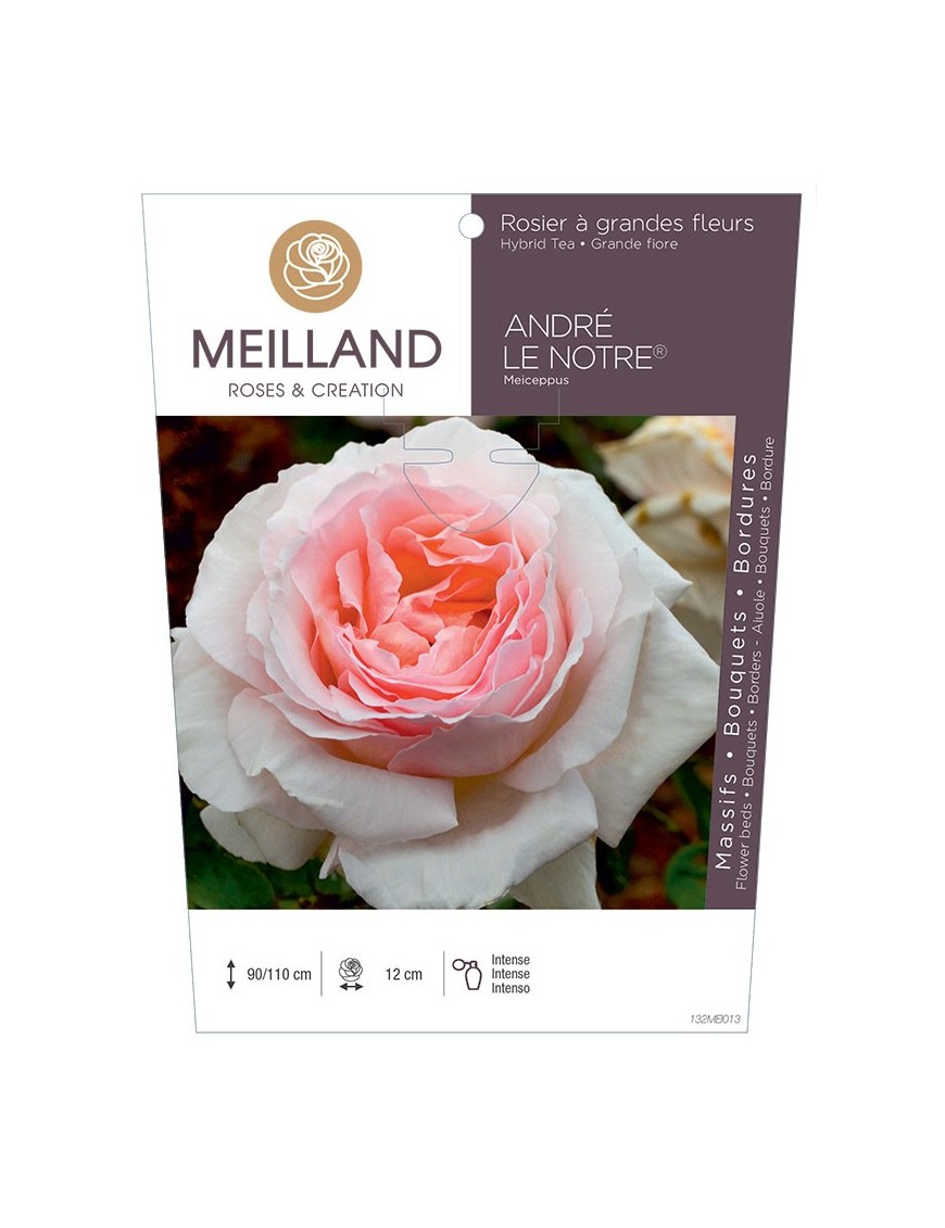 Rosier à grandes fleurs ANDRE LE NOTRE ® Meiceppus