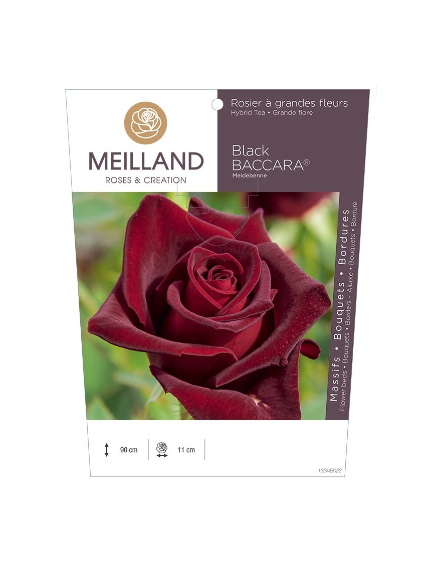 Rosier à grandes fleurs BLACK BACCARA ® Meidebenne