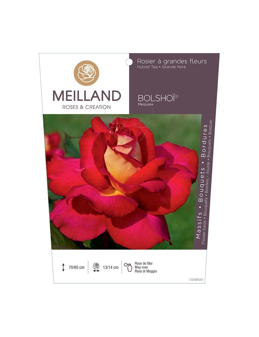 Rosier à grandes fleurs BOLSHOÏ ® Meizuzes