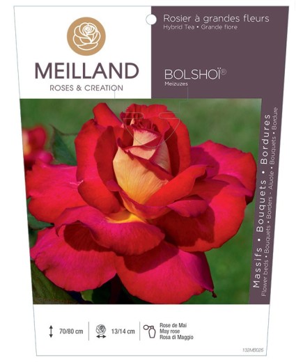 Rosier à grandes fleurs BOLSHOÏ ® Meizuzes