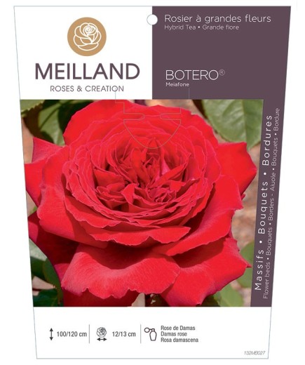 Rosier à grandes fleurs BOTERO ® Meiafone