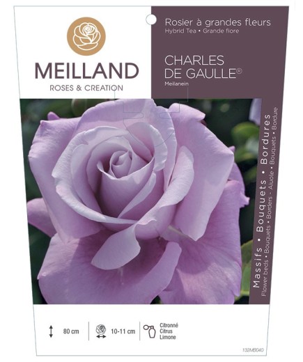 Rosier à grandes fleurs CHARLES DE GAULLE ® Meilanein