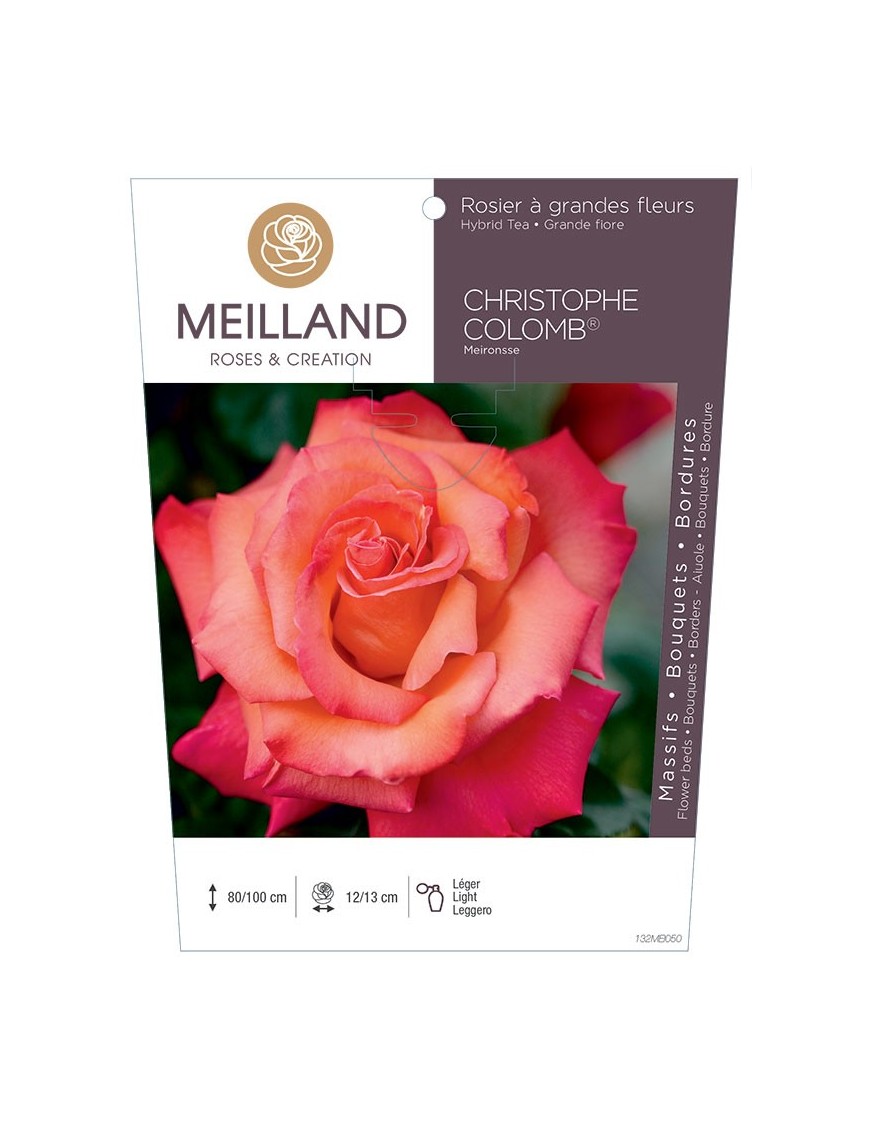 Rosier à grandes fleurs CHRISTOPHE COLOMB ® Meironsse
