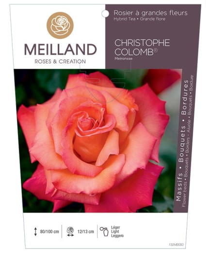 Rosier à grandes fleurs CHRISTOPHE COLOMB ® Meironsse