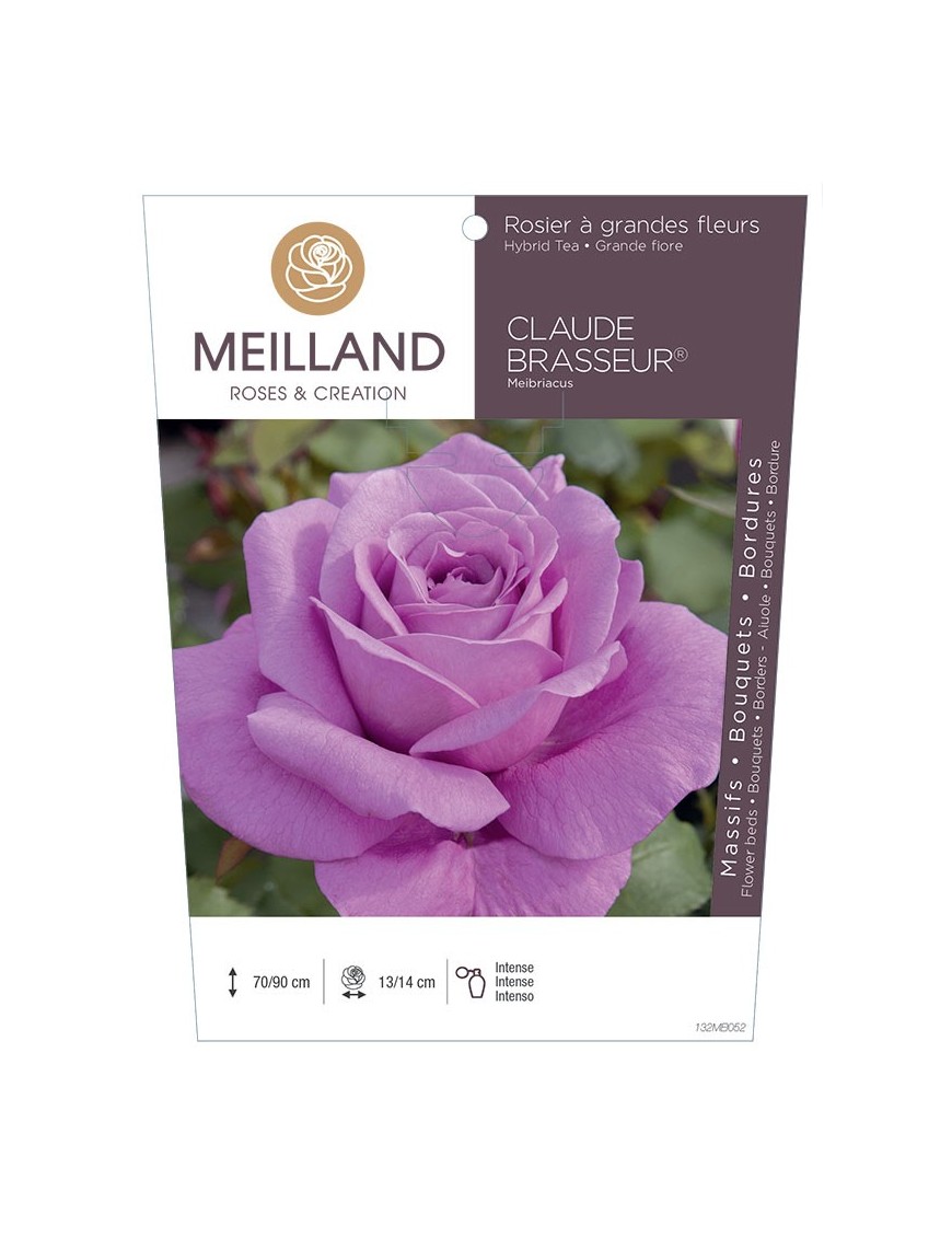 Rosier à grandes fleurs CLAUDE BRASSEUR ® Meibriacus