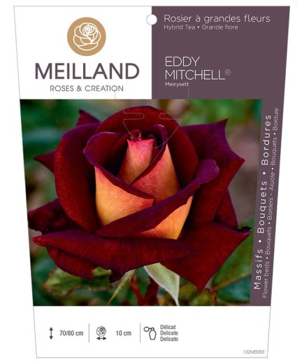 Rosier à grandes fleurs EDDY MITCHELL ® Meirysett