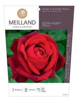 Rosier à grandes fleurs EDITH PIAF ® Meiramboys