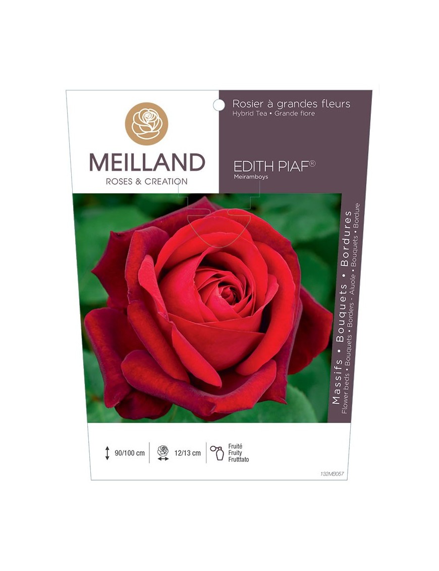 Rosier à grandes fleurs EDITH PIAF ® Meiramboys