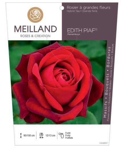 Rosier à grandes fleurs EDITH PIAF ® Meiramboys