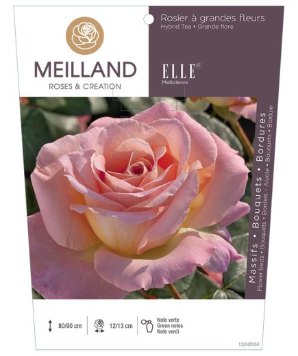 Rosier à grandes fleurs ELLE ® Meibderos