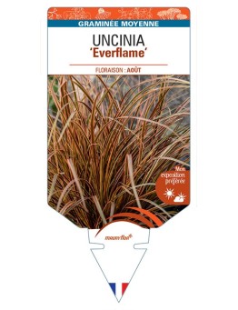 UNCINIA rubra Everflame