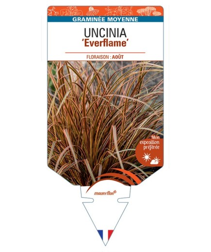 UNCINIA rubra Everflame