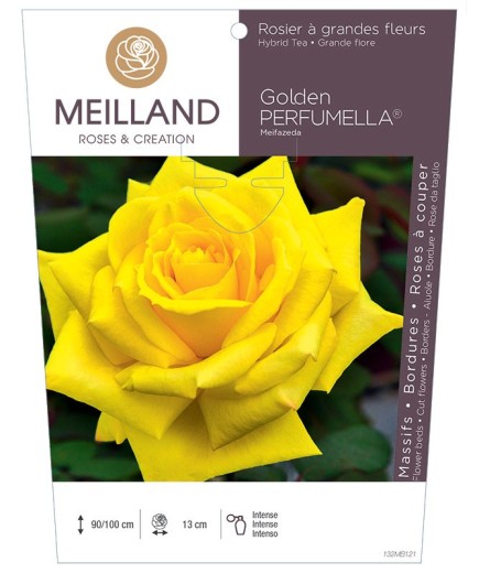 Rosier à grandes fleurs Golden PERFUMELLA ® Meifazeda