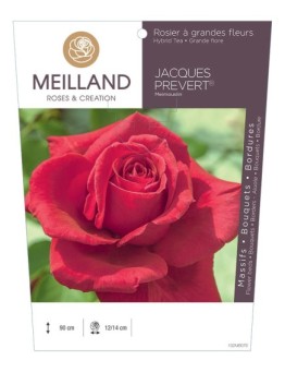 Rosier à grandes fleurs JACQUES PRÉVERT ® Meimouslin