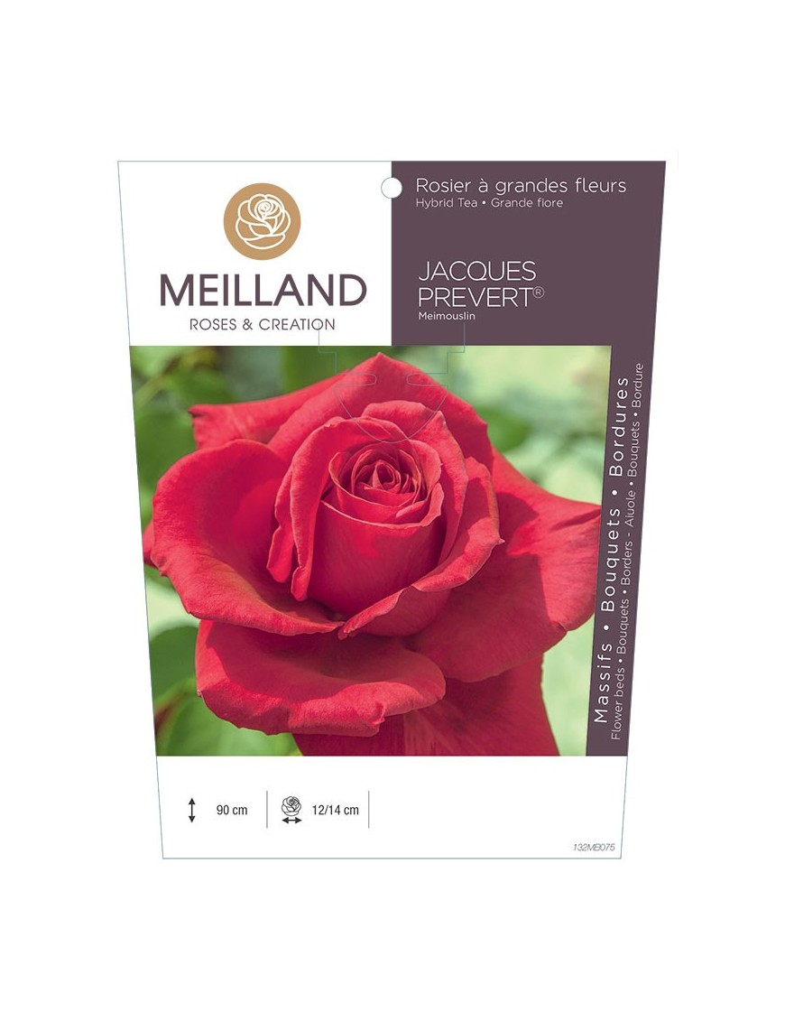 Rosier à grandes fleurs JACQUES PRÉVERT ® Meimouslin