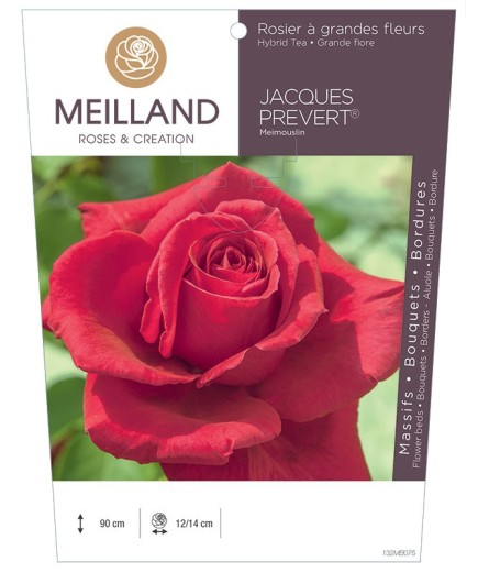 Rosier à grandes fleurs JACQUES PRÉVERT ® Meimouslin