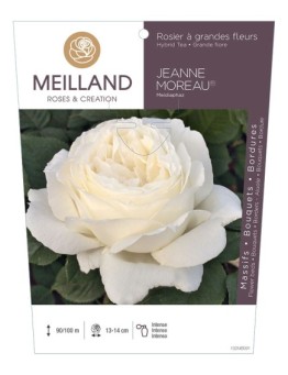 Rosier à grandes fleurs JEANNE MOREAU ® Meidiaphaz