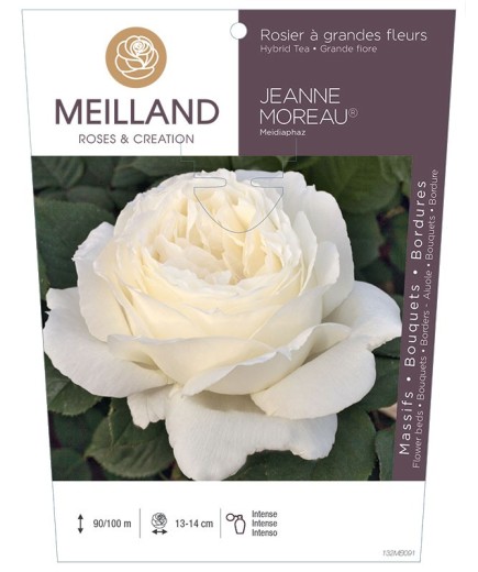 Rosier à grandes fleurs JEANNE MOREAU ® Meidiaphaz