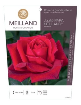 Rosier à grandes fleurs JUBILE PAPA MEILLAND ® Meiceazar