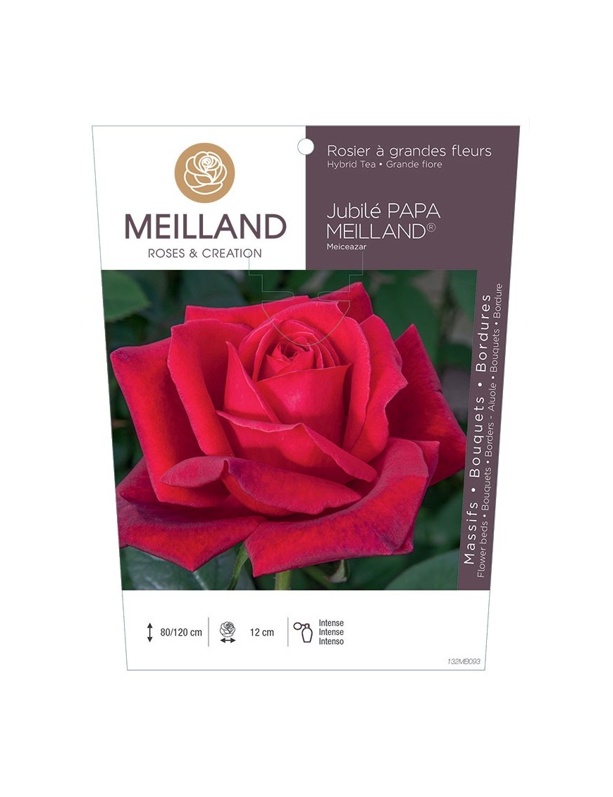 Rosier à grandes fleurs JUBILE PAPA MEILLAND ® Meiceazar
