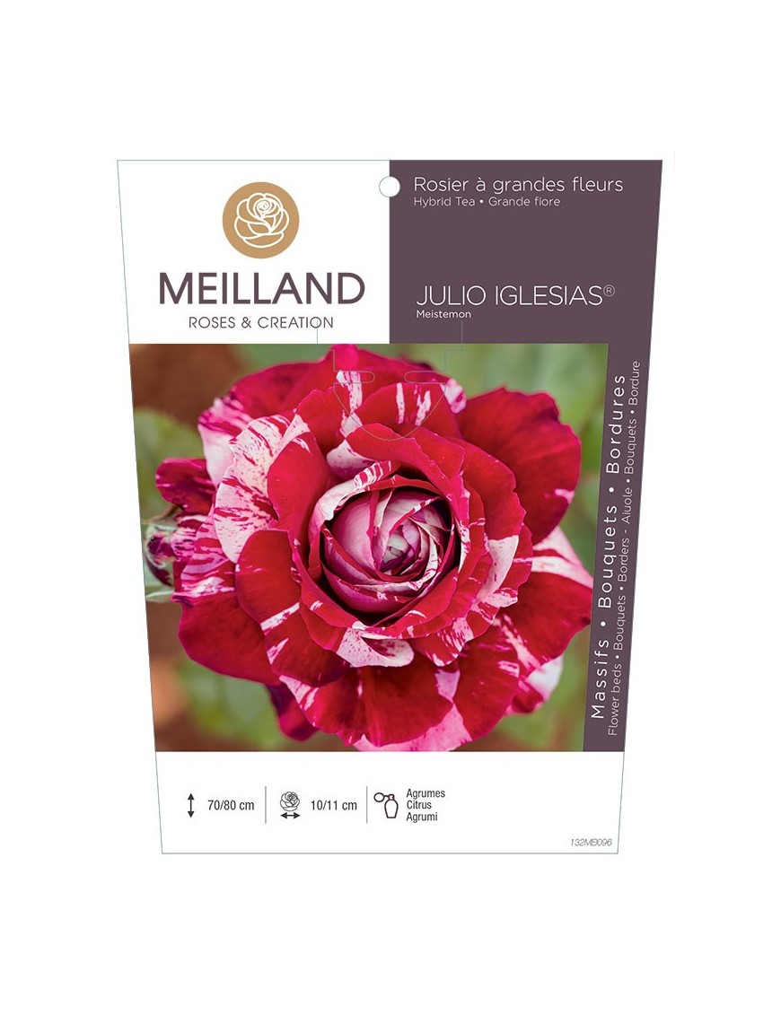 Rosier à grandes fleurs JULIO IGLESIAS ® Meistemon
