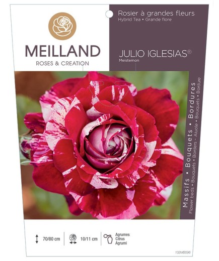 Rosier à grandes fleurs JULIO IGLESIAS ® Meistemon