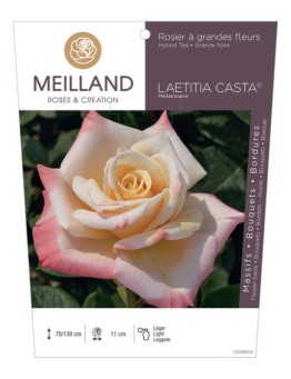 Rosier à grandes fleurs LAETITIA CASTA ® Meilampario