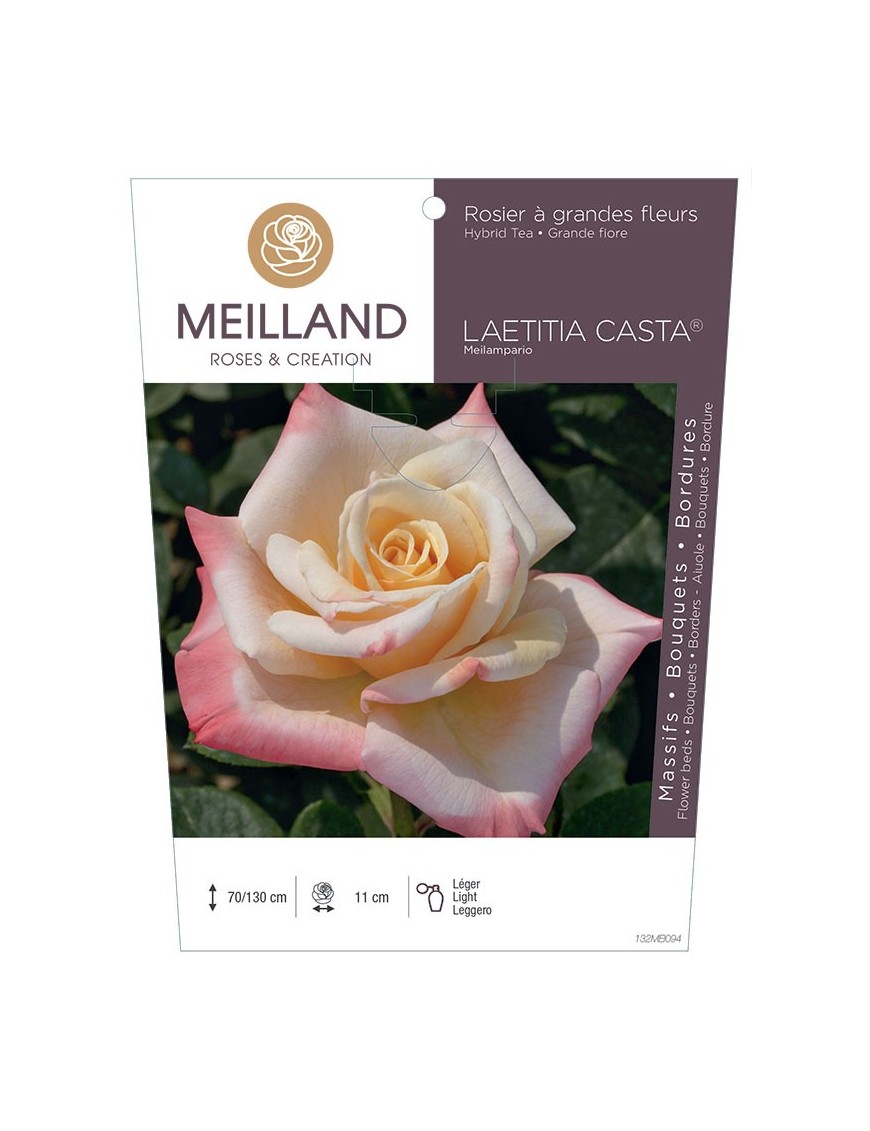 Rosier à grandes fleurs LAETITIA CASTA ® Meilampario