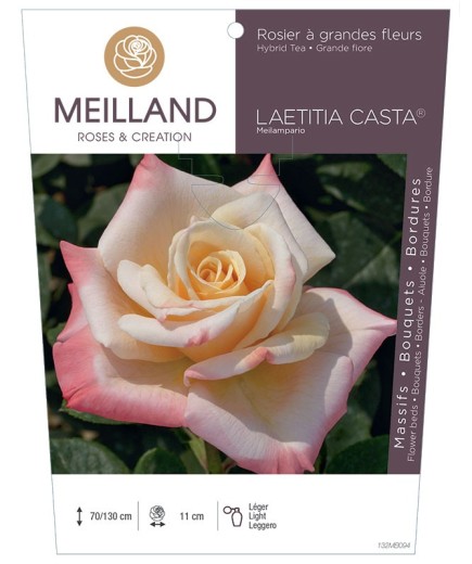Rosier à grandes fleurs LAETITIA CASTA ® Meilampario