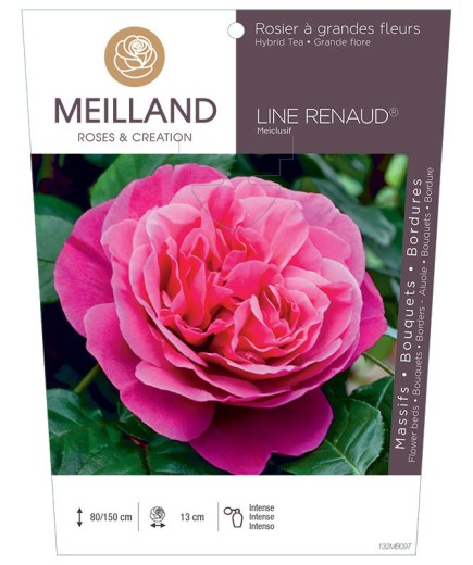 Rosier à grandes fleurs LINE RENAUD ® Meiclusif