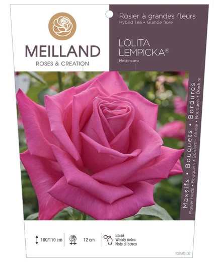 Rosier à grandes fleurs LOLITA LEMPICKA ® Meizincaro