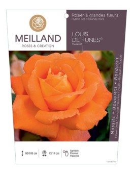 Rosier à grandes fleurs LOUIS DE FUNÈS ® Meirestif