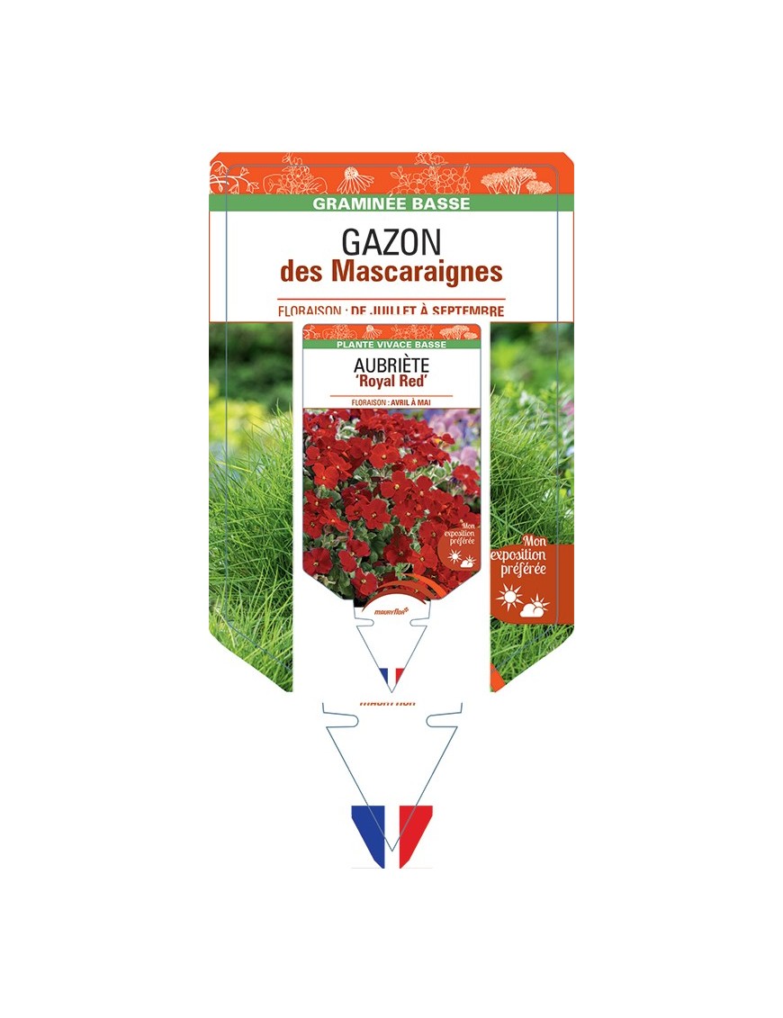 ZOYSIA tenuifolia voir GAZON des Mascaraignes