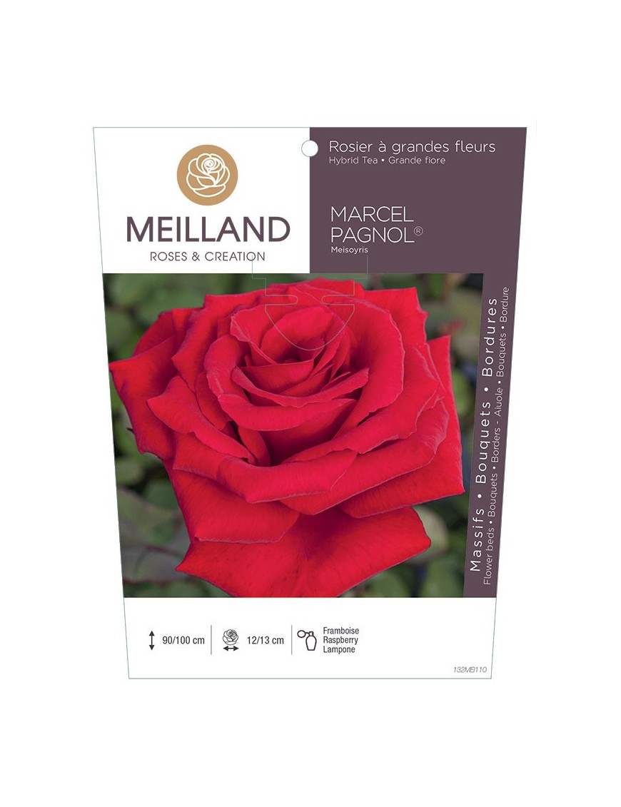Rosier à grandes fleurs MARCEL PAGNOL ® Meisoyris