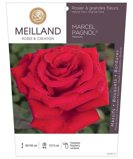 Rosier à grandes fleurs MARCEL PAGNOL ® Meisoyris