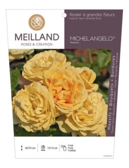 Rosier à grandes fleurs MICHELANGELO ® Meitelov