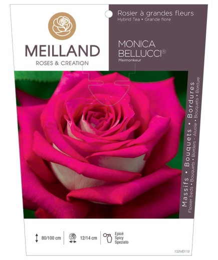 Rosier à grandes fleurs MONICA BELLUCCI ® Meimonkeur
