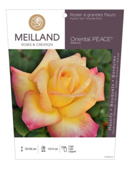 Rosier à grandes fleurs ORIENTAL PEACE ® Baipeace