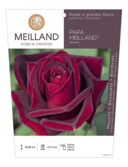 Rosier à grandes fleurs PAPA MEILLAND ® Meicesar