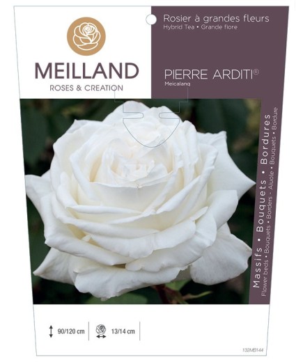 Rosier à grandes fleurs PIERRE ARDITI ® Meicalanq