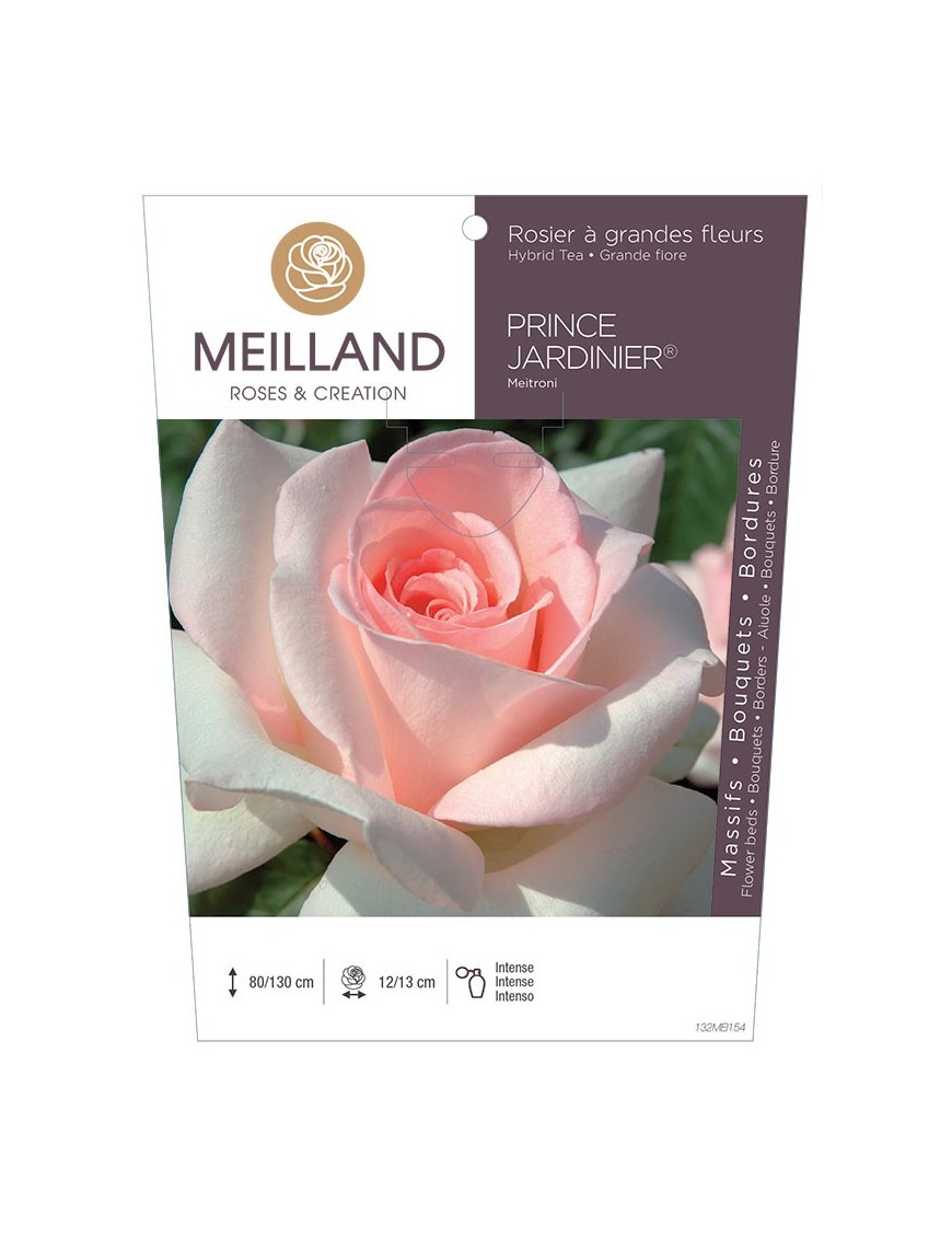 Rosier à grandes fleurs PRINCE JARDINIER ® Meitroni